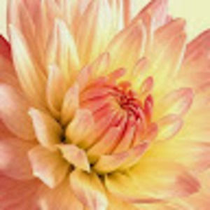 Meet your Posher, Moo